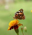 2009-08-04, Schmetterlinge (4)